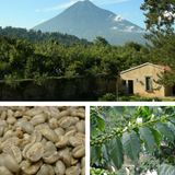 Guatemala - Huehuetenango Las Amapolas